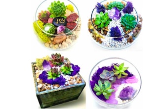 Plant Nite: Garden or Terrarium w/ Amethyst Crystal